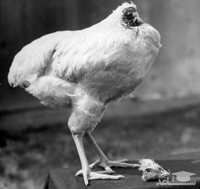 The story of a chicken that survived without a head for 18 months!
